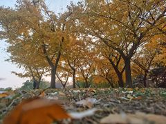 -上海共青森林公园