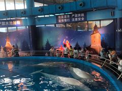 -海合安武汉极地海洋公园