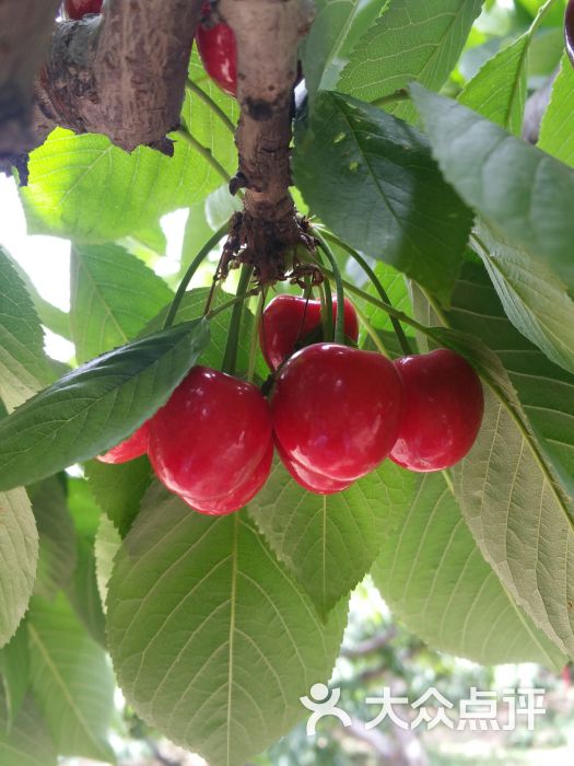 李海樱桃杏采摘园图片 - 第4张