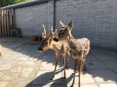 -北京野生动物园