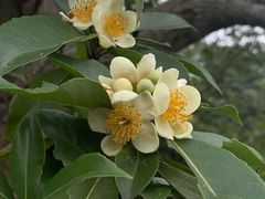 -午潮山国家森林公园