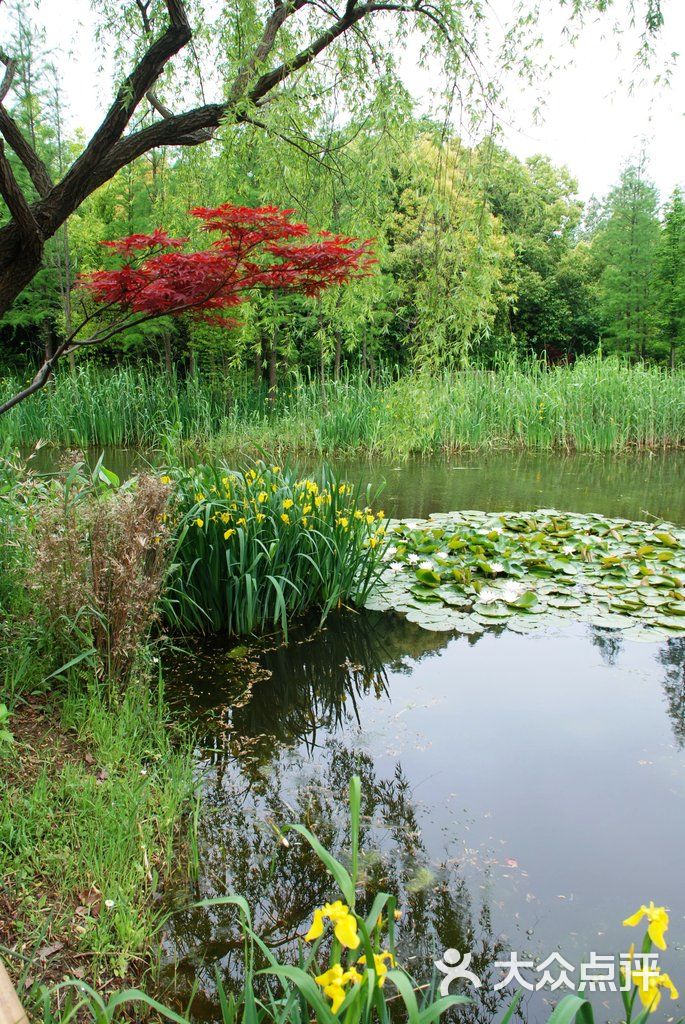 湿生植物园2