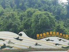 -西双版纳原始森林公园