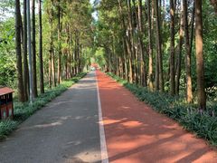 -上海长兴岛郊野公园