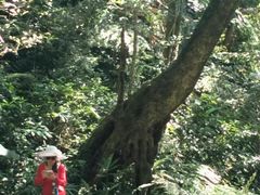 -海南热带雨林国家公园吊罗山景区