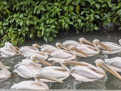 -广州长隆飞鸟乐园