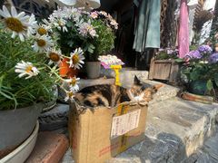 -高淳老街