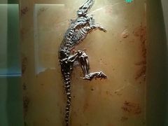 -辽宁古生物博物馆