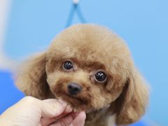 -瑞鹏宠物医院犬猫全科(真大分院)