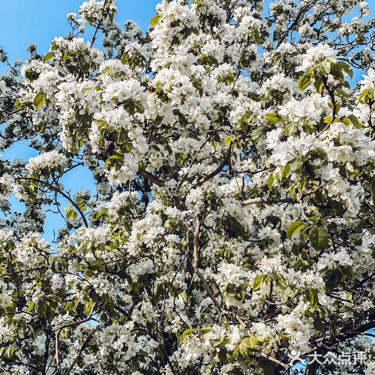 赏花攻略|绝美的白色海棠树下太浪漫了'🤍