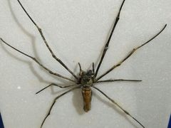 -上海昆虫博物馆