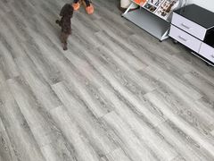 -翊宠yipet猫狗购宠庄园犬舍•猫舍