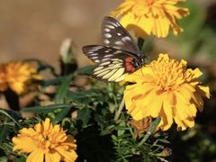 -天适樱花悠乐园