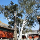 法海寺壁画的精美可与莫高窟比肩