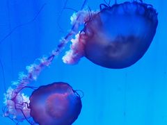 -上海海洋水族馆