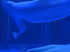 -上海海昌海洋公园-冰山北极馆