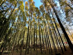 -山王坪喀斯特国家生态公园