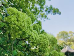 -惠山古镇·寄畅园