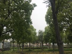 -顾村公园3号门停车场