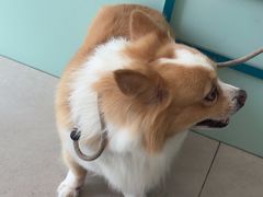 -佳雯宠物医院·皮肤科·内外科(春晓路分院)