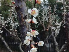 -白塘生态植物园