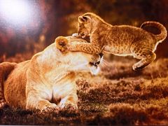 -罗红摄影艺术馆