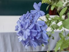 -莫奈花园餐厅(麦迪逊花园店)