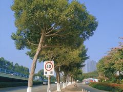-五缘湾湿地公园