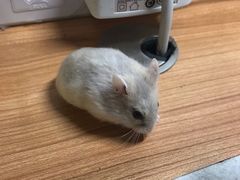 -钓仓鼠(洋桥北里小区店)