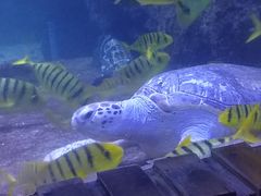 -左海海底世界