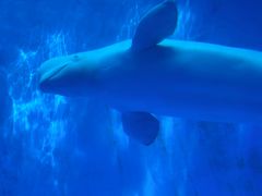 -海合安成都极地海洋公园