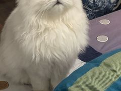 -喵zoo家庭繁育猫舍(尖东智能花园店)