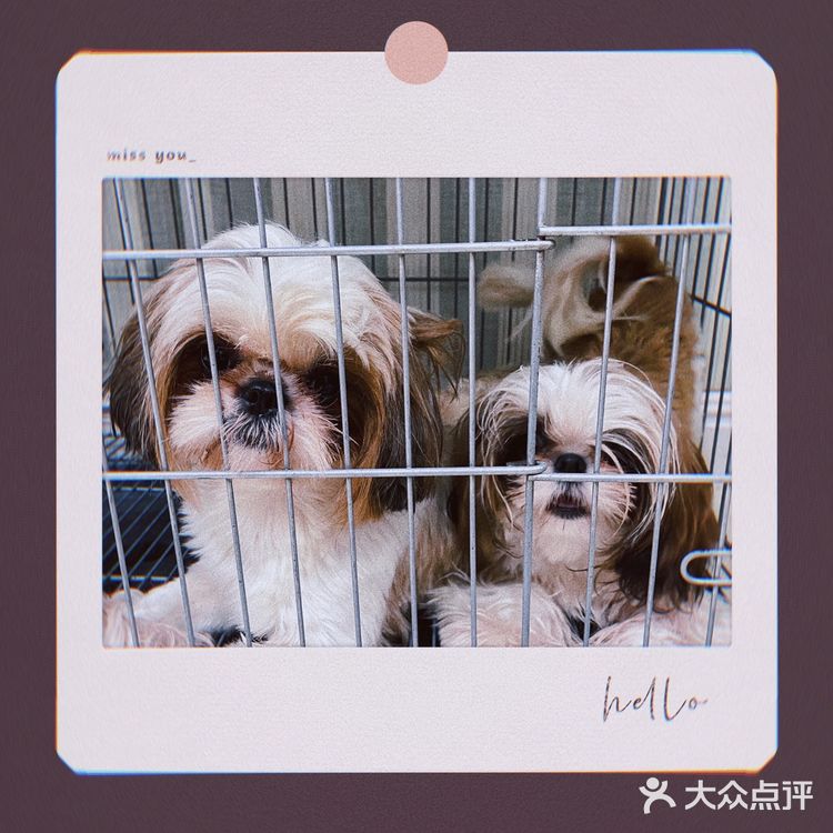 天津探店|唯爱宠物·猫狗专卖（河西店）