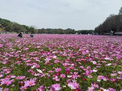 -崖口煲仔饭