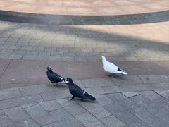 -中粮·祥云小镇