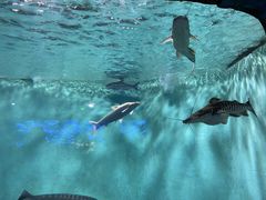 -太平洋海底世界