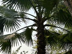 -中国科学院西双版纳热带植物园