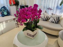 -黎蓓露·徒手骨雕蛋白抗衰·调肤管理