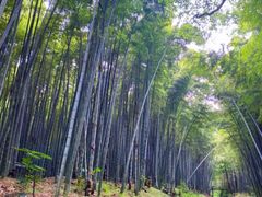 -同里国家湿地公园