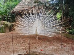 -海南热带野生动植物园