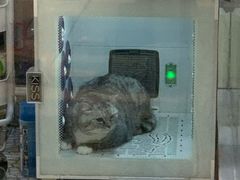 -momokira米努特·德文卷毛猫·棉花面纱犬