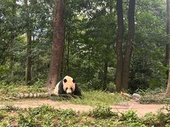 -中国大熊猫保护研究中心雅安碧峰峡基地