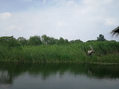 -溱湖国家湿地公园