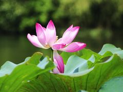 -新江湾城公园
