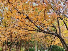 -青枫公园