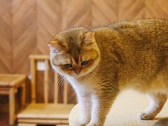 -MOCHA明星猫咖(田子坊店)