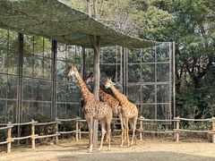 -上海野生动物园
