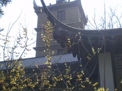 景点-朱家角课植园