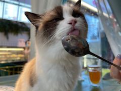 -喵喵咪呀布偶猫咖(春熙路店)