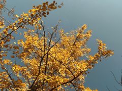 -重庆中央公园(渝北区)